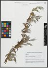 Foto von Salix alba L.